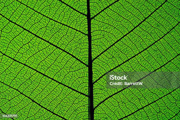 Folha De Árvoredaborracha Macro - Fotografias de stock e mais imagens de Cor verde - Cor verde, Folha, Fotografia - Imagem