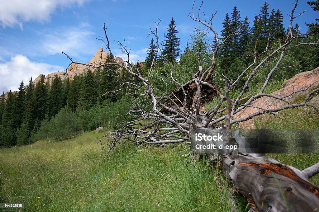 fallen tree a fallen tree off a trail in colorado, in an area called the crags Agricultural Field Stock Photo