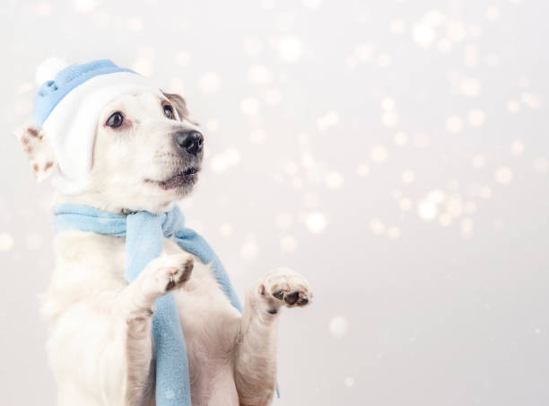 foto de nochevieja con un perro blanco con un sombrero azul de doncella de nieve. el perro está en un soporte. hay nieve bokeh en el fondo. la foto se puede utilizar para pancartas, volantes, postales, calendarios. - can label packaging blank fotografías e imágenes de stock