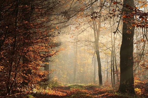 A path through a fairytale autumn forest on a foggy November morning.