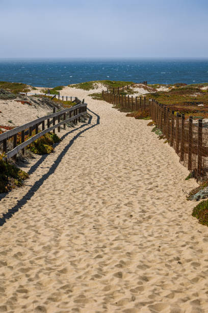 istock Beautiful sandy path between the dunes and the succulent plants called the hottentot figs along the pacific coast of California 1443221184