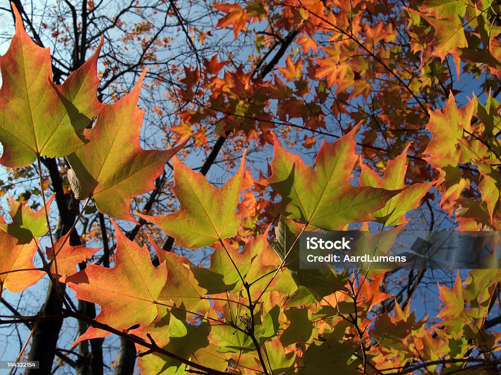 Outono Folhas de plátano claro açúcar, na Pensilvânia, em contraluz Vista ampla - Foto de stock de Azul royalty-free