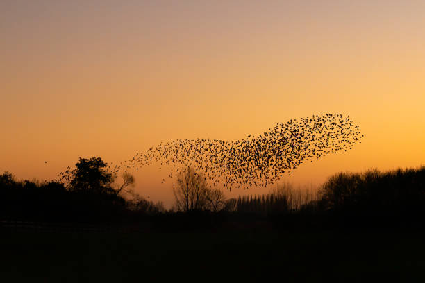 istock Beautiful large flock of starlings. 1443221947
