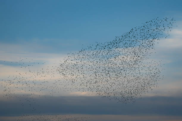 istock Beautiful large flock of starlings. 1443221993