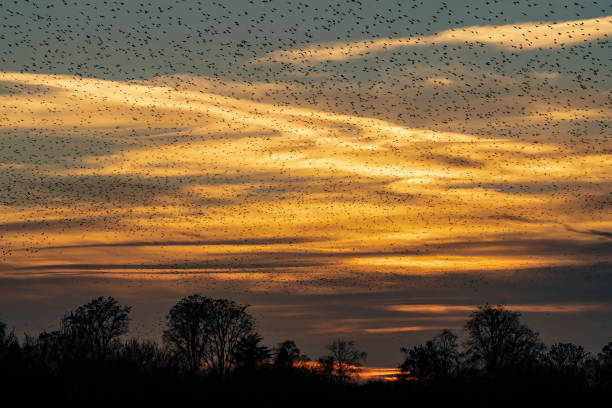 istock Beautiful large flock of starlings. 1443222046