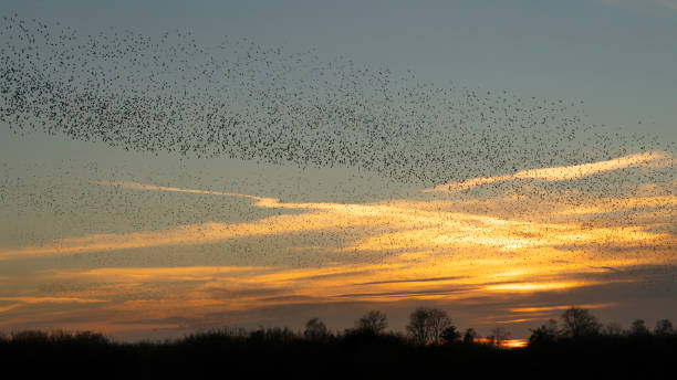 istock Beautiful large flock of starlings. 1443222050