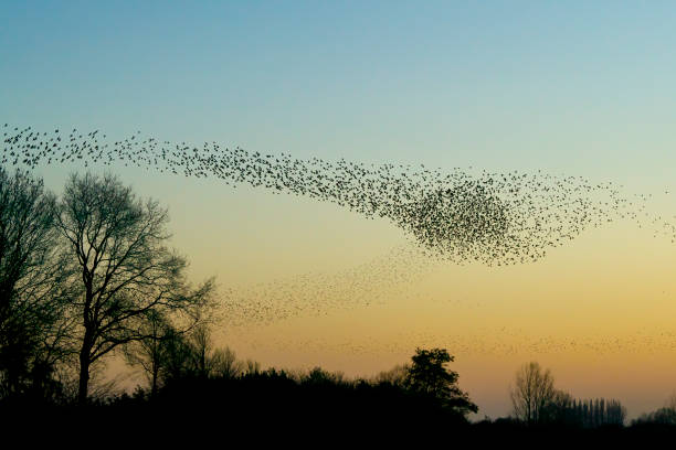 istock Beautiful large flock of starlings. 1443222060