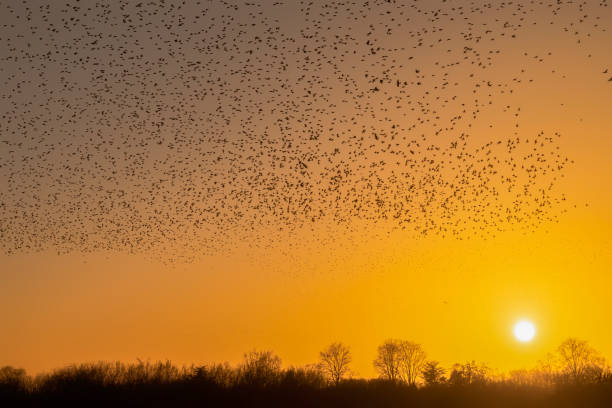 istock Beautiful large flock of starlings. 1443222122