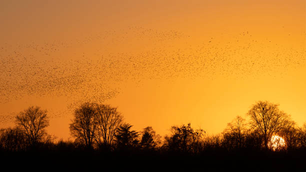 istock Beautiful large flock of starlings. 1443222129