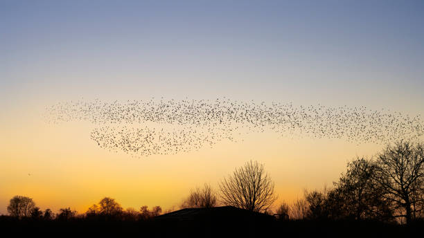 istock Beautiful large flock of starlings. 1443222134
