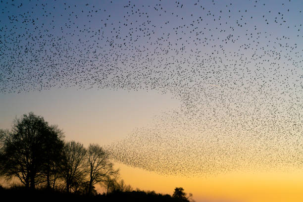 istock Beautiful large flock of starlings. 1443222142