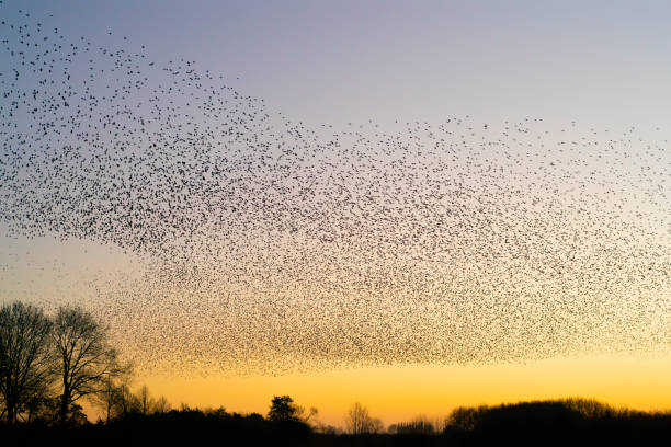 istock Beautiful large flock of starlings. 1443222159