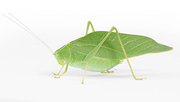 istock Katydid insect with clipping path around outside 144322243
