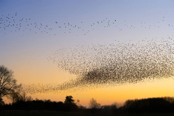 istock Beautiful large flock of starlings. 1443222682