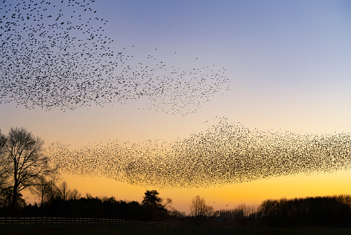 Beautiful large flock of starlings. A flock of starlings birds fly in the Netherlands. During January and February, hundreds of thousands of starlings gathered in huge clouds. Starling murmurations.