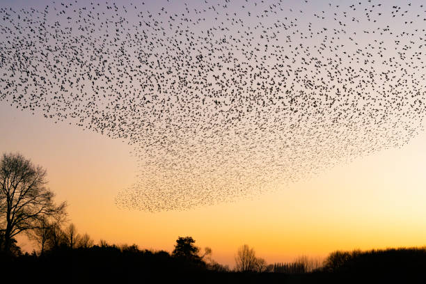 istock Beautiful large flock of starlings. 1443222691