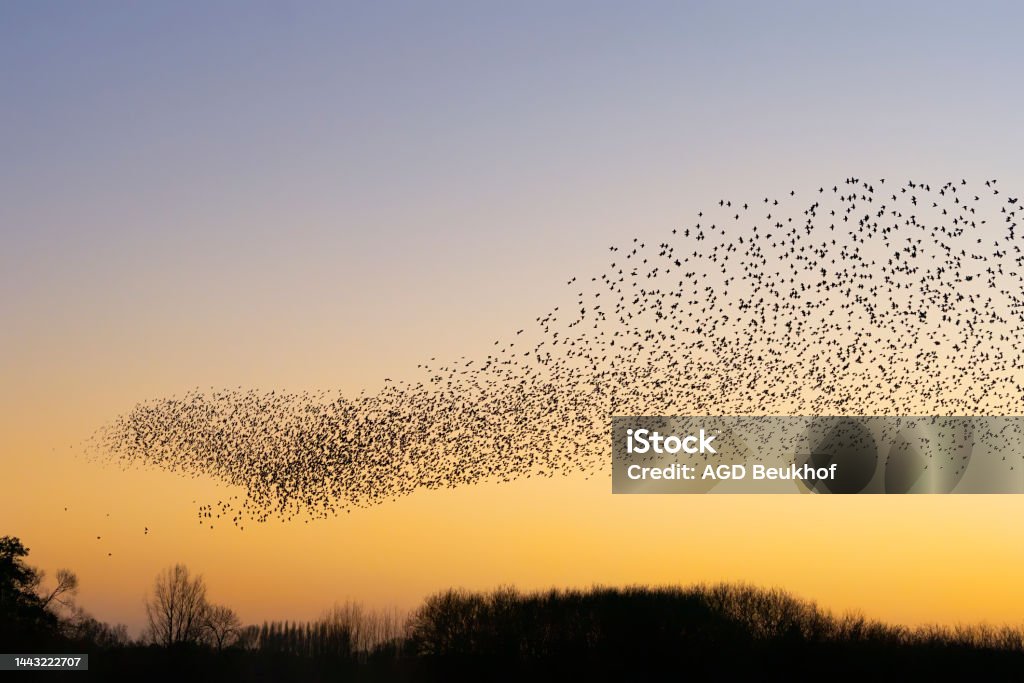 Schöne große Herde von Staren. - Lizenzfrei Vogelschwarm Stock-Foto Schöne große Herde von Staren. - Lizenzfrei Vogelschwarm Stock-Foto