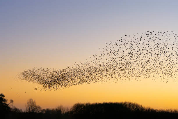 istock Beautiful large flock of starlings. 1443222707