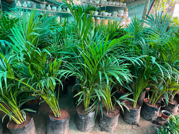 Stock photo of tropical garden with rows of tropical palm tree for sale at garden centre, palm growing outdoor in hot Indian climate, coconut palm tree and houseplants, lush green exotic jungle foliage. imagen en primer plano de plantas de jardín tropicales, incluyendo palmeras tropicales a la venta en el centro de jardinería, palmeras que crecen al aire libre en el cálido clima indio, cocoteros, en una pequeña maceta de plástico, exuberante follaje
