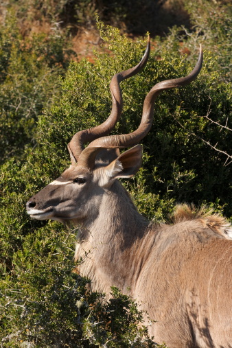 kudu male profile standing next to some bushes in the afternoon