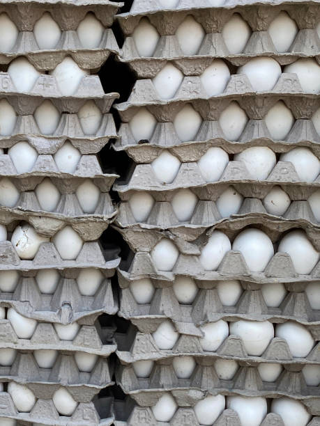 istock Full frame image of stacks cardboard, egg trays containing batches of white chicken eggs, focus on foreground 1443223140