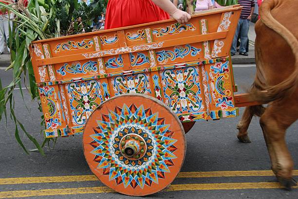 A Costa Rican carretta (ox cart) is being pulled by oxen on the Avenida Central in San Pedro, Costa Rica during an Independence Day parade September 15th.  The photo shows the rear of of oxen and a little of a women standing in the cart with banana leafs.