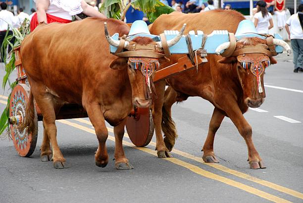 oxen puxando carretta - oxen yoke - fotografias e filmes do acervo