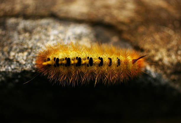 Australian Caterpillar stock photo