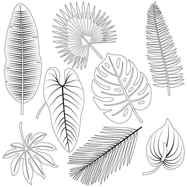 Vector illustration of Tropical plant leaves collection. Vector black and white coloring page