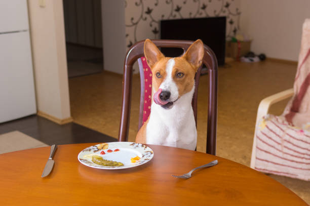 istock Cute basenji dog is liking itself while sitting on master chair imagine  that steal  leftovers on master plate 1443225595
