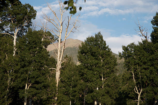 Mountain Forest stock photo