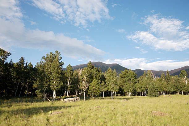 High Mountain Meadow stock photo