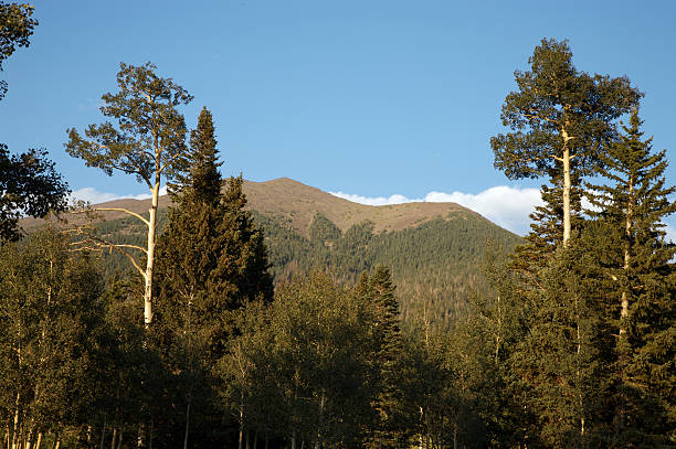 High Mountain Forest stock photo