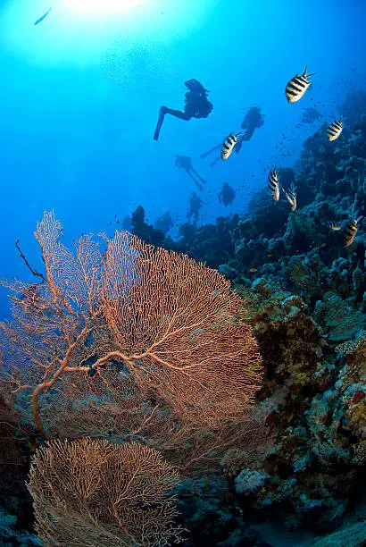 Scubadivers behind coral fan