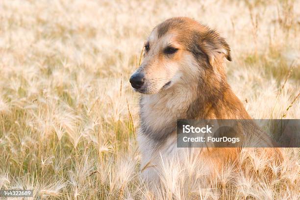 Daisy In Wild Grass Stock Photo - Download Image Now - Canine - Animal, Collie, Daisy