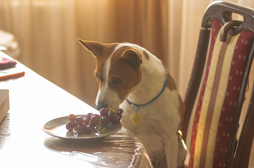 Hungry  basenji dog sitting  on human chair at dinner table and looking with interest on plate with grapes thinking eat them all that master would eat with pleasure
