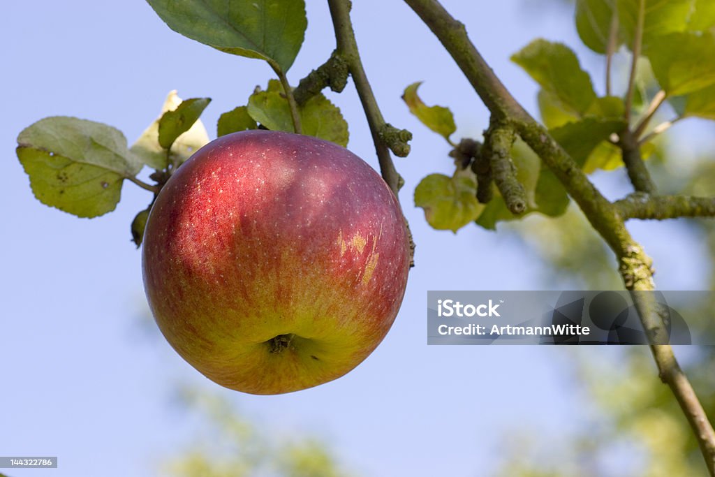 Apple on tree Apple on a tree against blue sky Agriculture Stock Photo