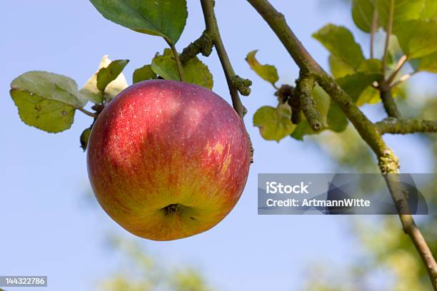 Apple On Tree Stock Photo - Download Image Now - Agriculture, Apple - Fruit, Apple Tree