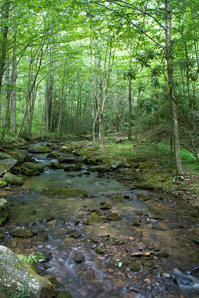 istock Tranquil Forest Scene of Creek Trickling over Rocks 144322790