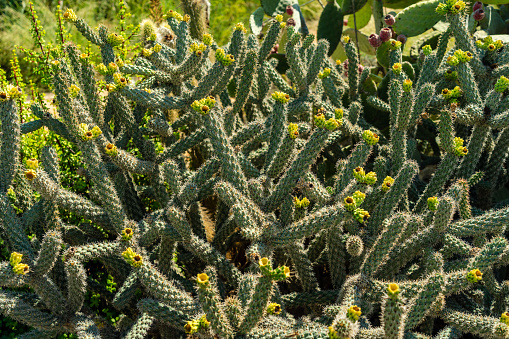 Big cactus plants with sharp needles seen in the evening in the wild west cowboy landscape.