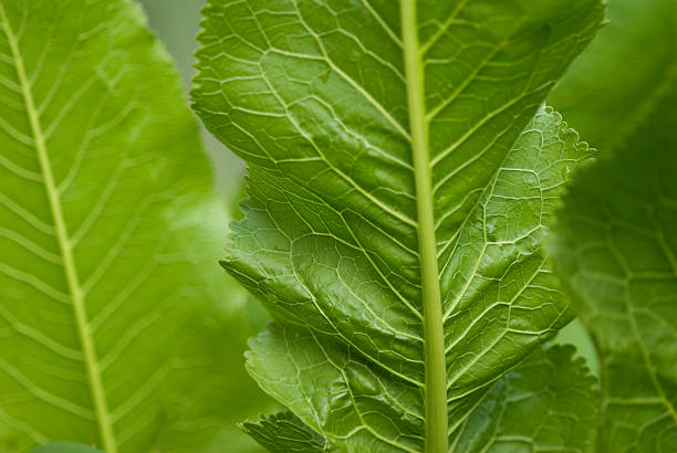 Horse-radish stock photo