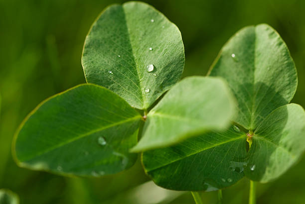 Clover stock photo