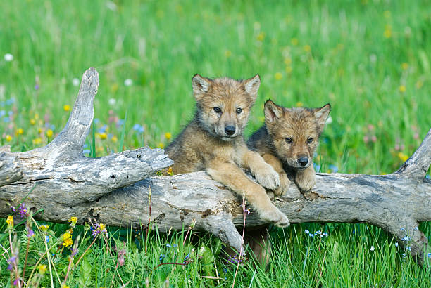 A pack of wolves rests in the forest, with one adult tending to four playful pups. Mom nursing the babies.