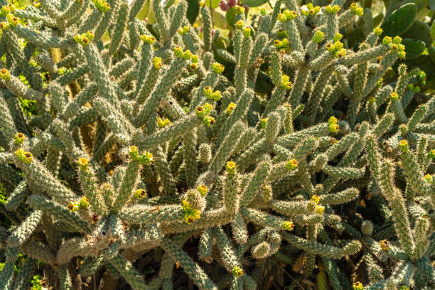 istock Cactus with yellow flowers on it at cactus park 1443231769