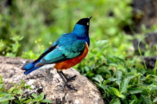 istock Superb starling perching on a rock in Tanzania. 1443231890