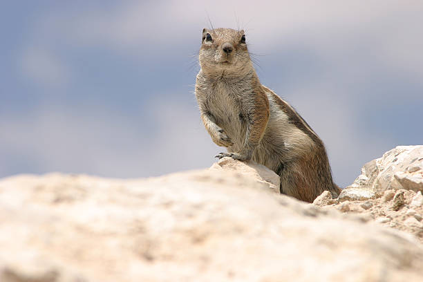 Rock Squirrel stock photo
