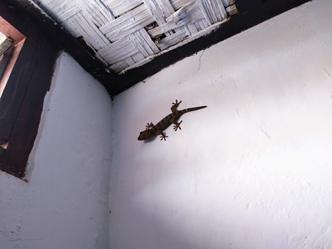 gecko that reached the wall of the house