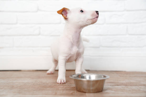 istock a jack russell terrier puppy eats food or drinks water from a bowl. 1443232641