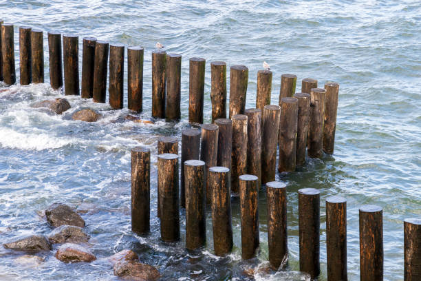 istock Wooden pillars as a part of breakwater structure, 1443232756
