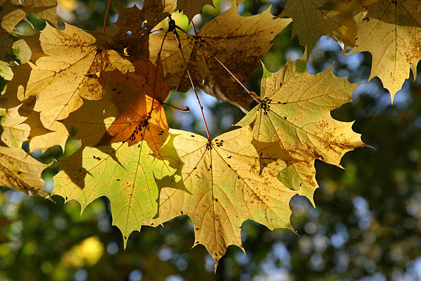 yellow mapple leaves stock photo